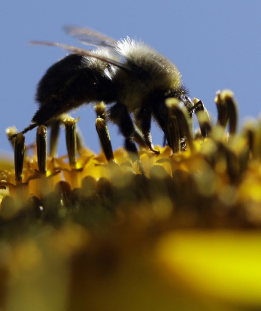 100632-bee.jpg
