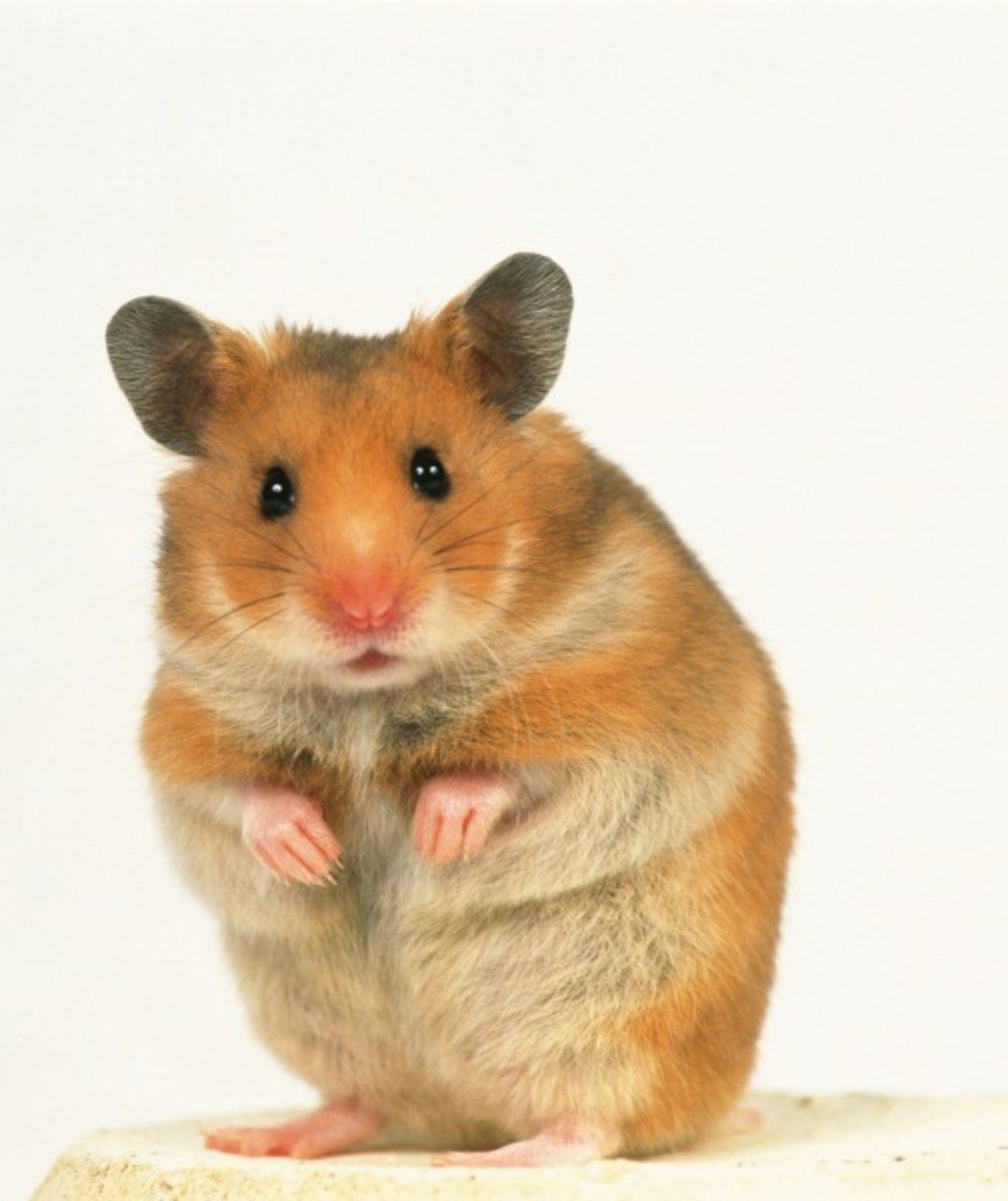 100633-hamster.jpg 100633-hamster.jpg