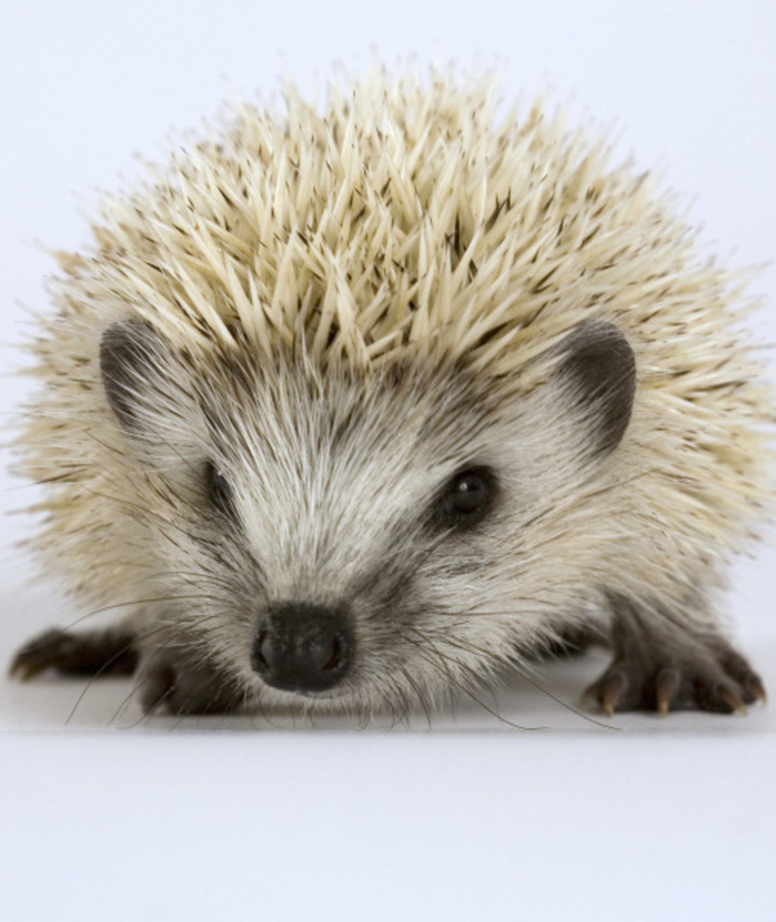 100635-hedgehog.jpg
