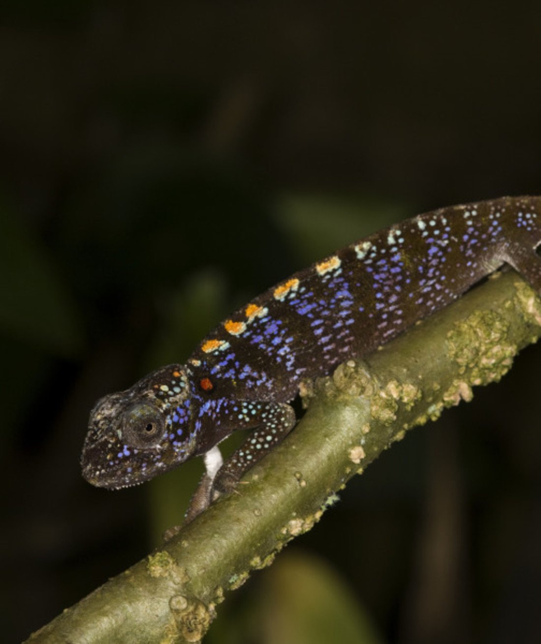 100636-lizard.jpg