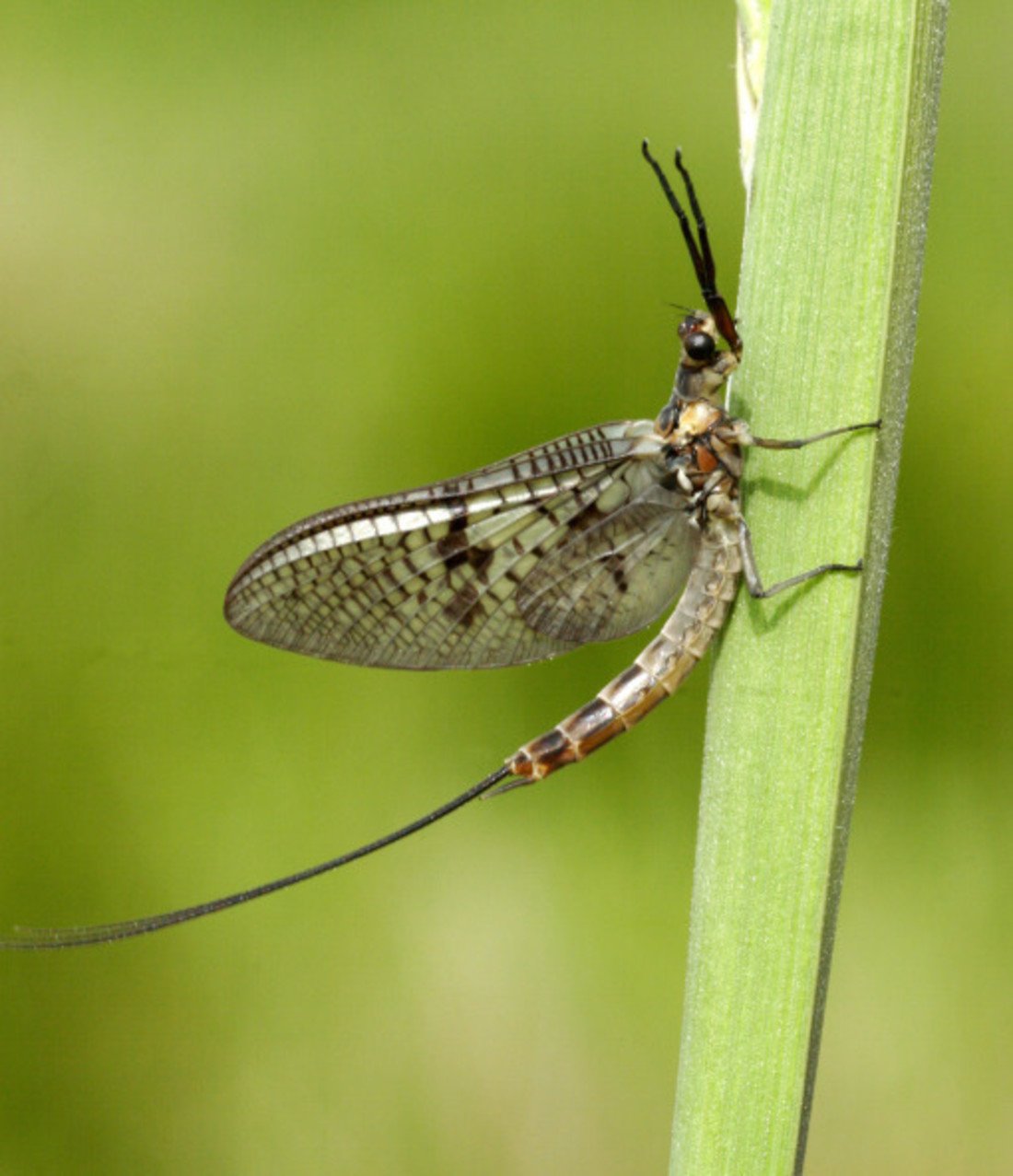 100637-mayfly.jpg