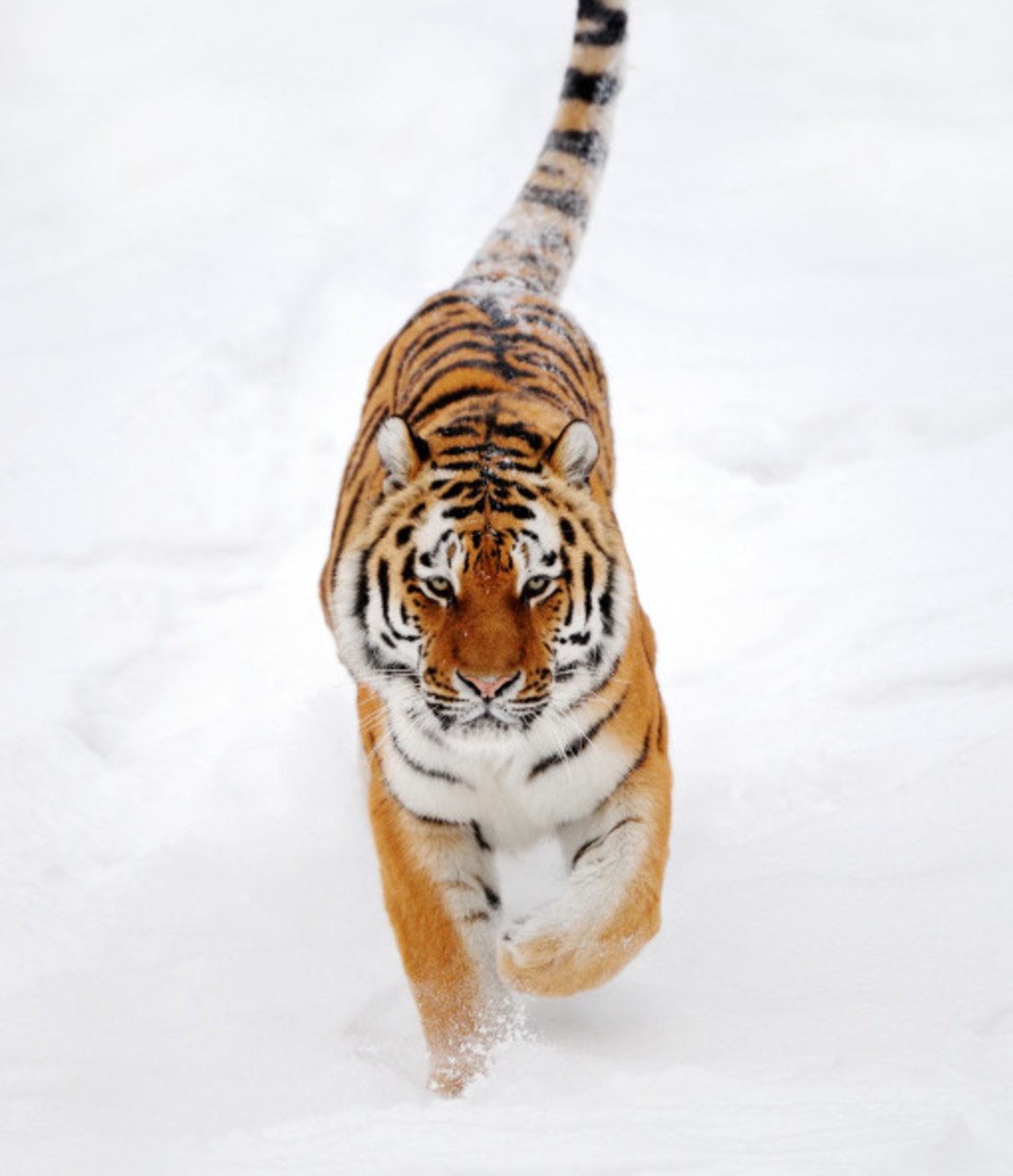 100638-tiger.jpg