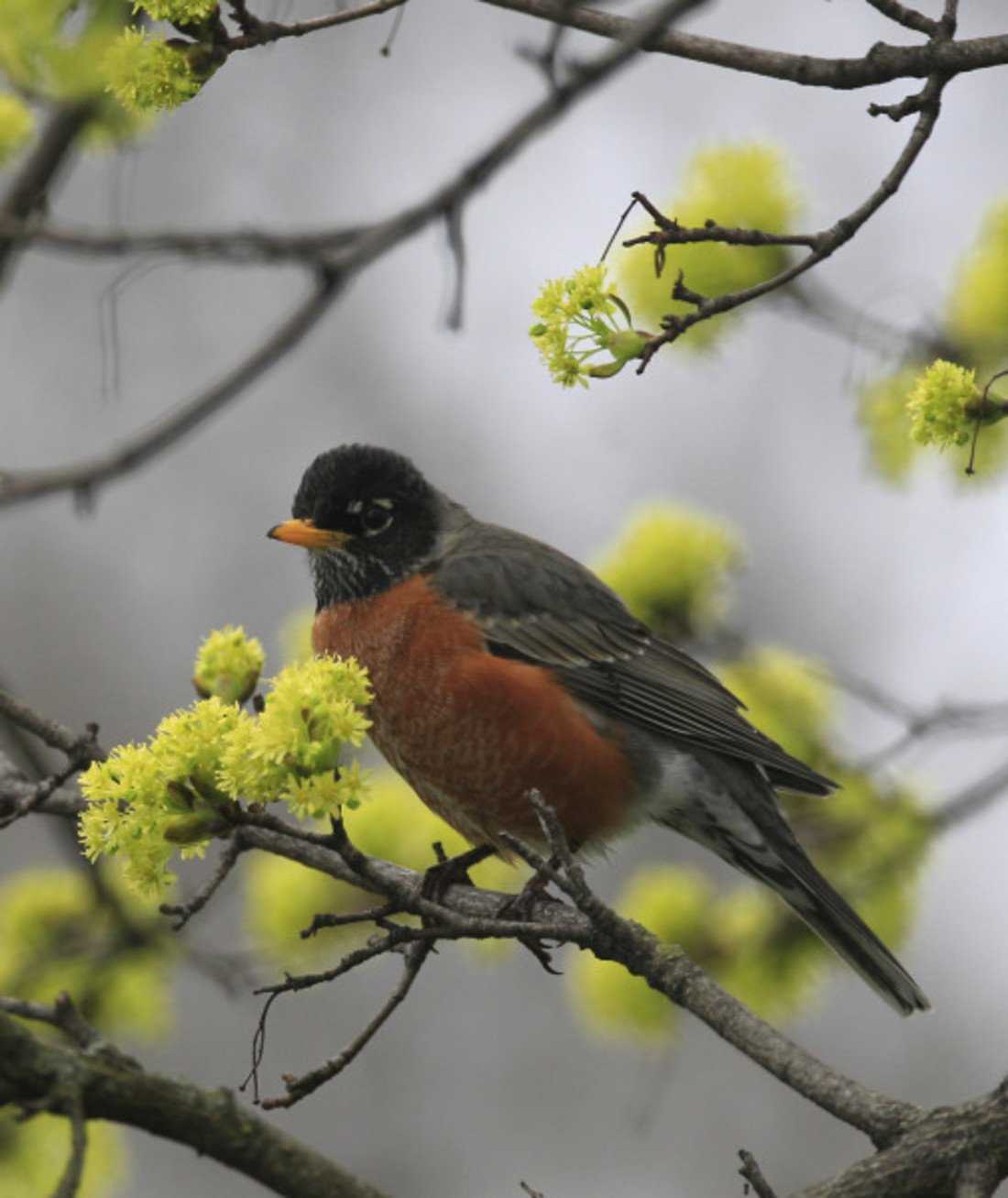 100639-robin.jpg
