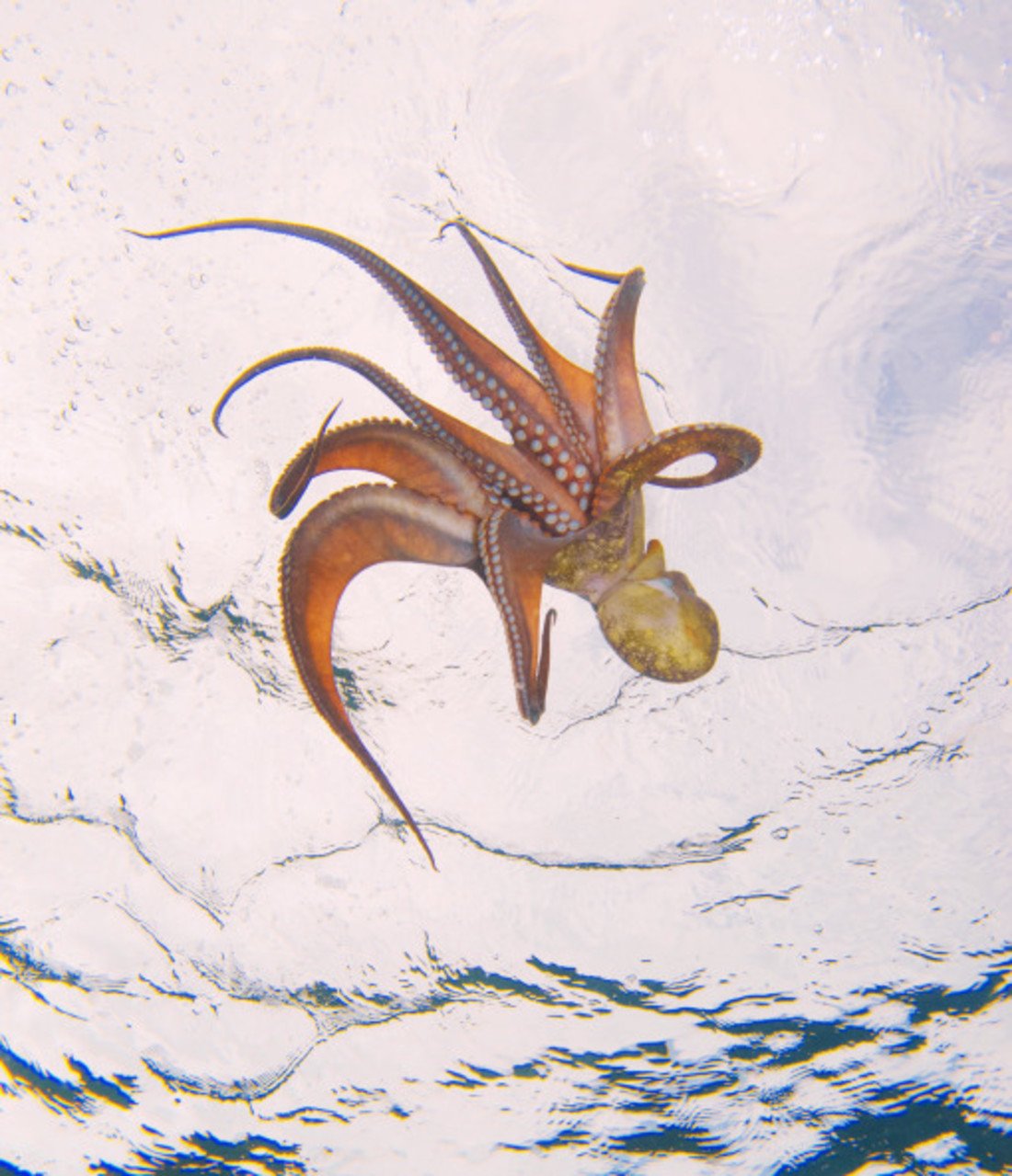 100640-octopus.jpg