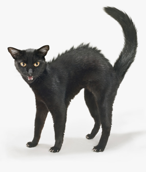 100665-angry-black-cat.jpg
