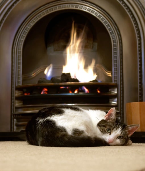 100666-cat-by-fire.jpg