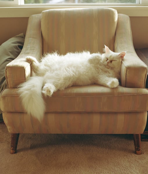 100669-fluffy-white-cat.jpg