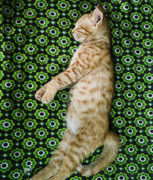 100670-cat-sleeping.jpg 100670-cat-sleeping.jpg