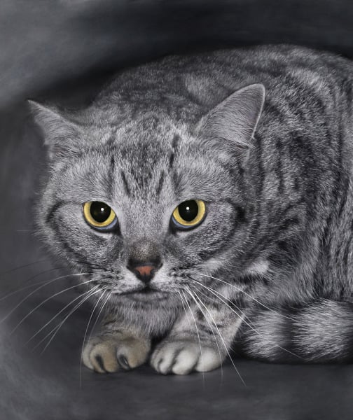100672-scared-cat.jpg