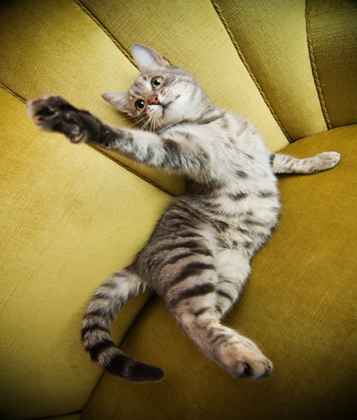 100675-tabby-cat.jpg