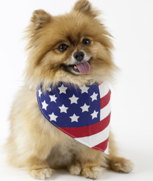 101364-patriotic-pomeranian.jpg