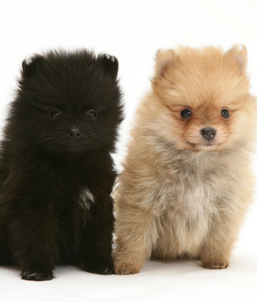 101369-two-pomeranian-puppies.jpg