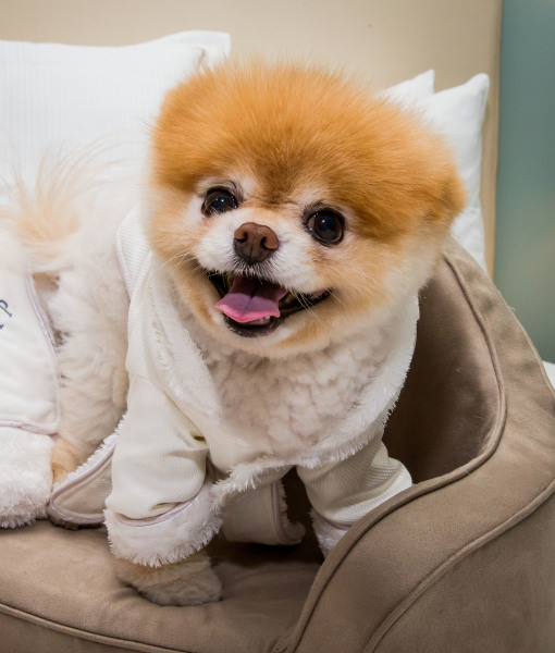 101370-boo-the-worlds-cutest-dog.jpg