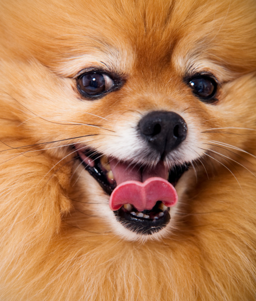 101371-adoreable-dog-pomeranian-up-close.jpg 101371-adoreable-dog-pomeranian-up-close.jpg