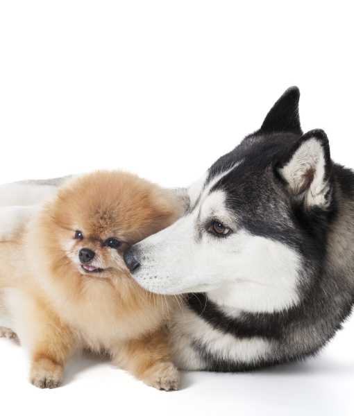 101373-two-dogs-siberian-husky-and-pomeranian-cuddling-on-a-whit.jpg