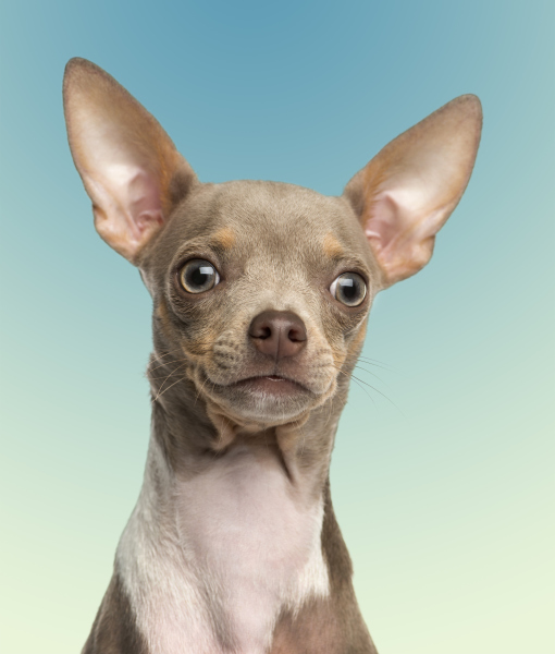 101416-close-up-of-a-chihuahua-puppy-on-a-blue-background-2.jpg