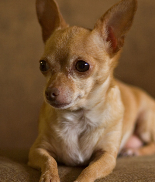 101417-aging-chihuahua-2.jpg