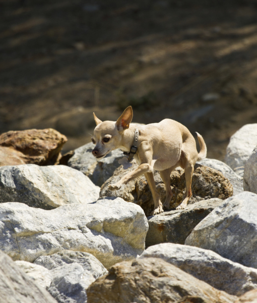 101418-chihuahua-running-dow-thru-some-rocks-near-a-lake-2.jpg