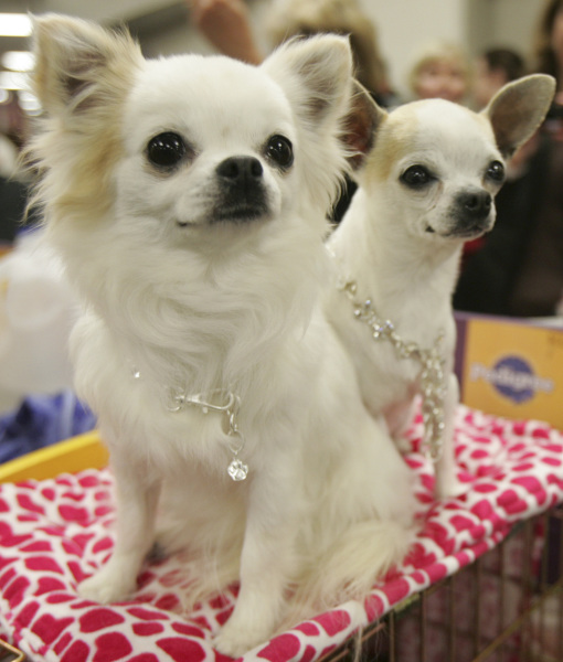101419-dog-show-2.jpg