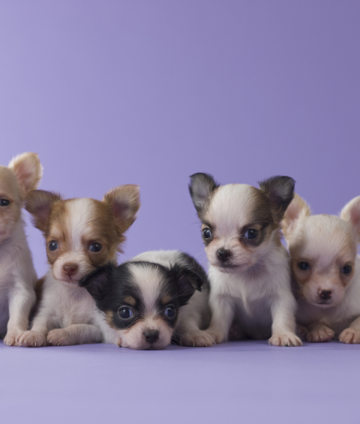 101420-five-chihuahua-puppies-2.jpg