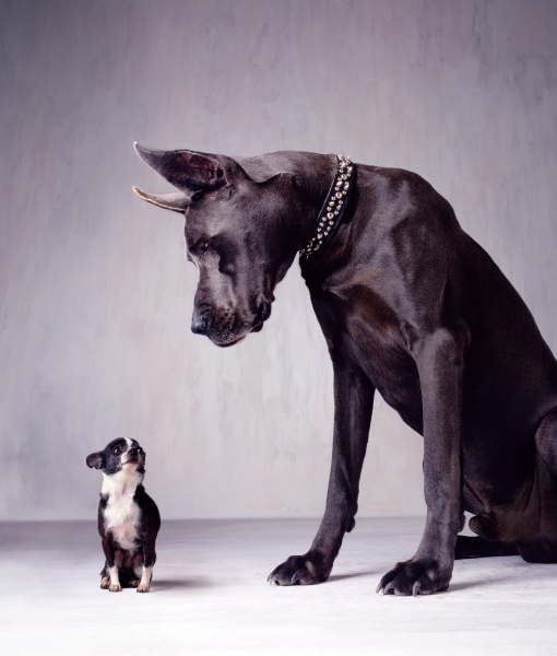 101421-great-dane-looking-down-on-chihuahua-digital-composite-2.jpg