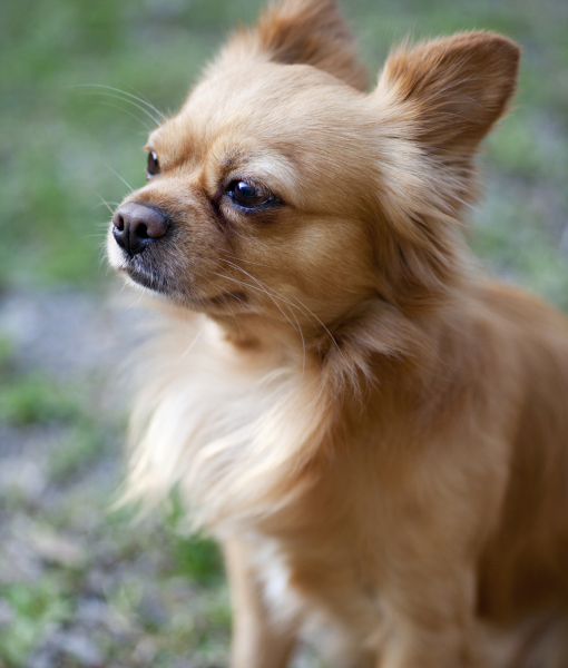 101422-hairy-chihuahua-2.jpg