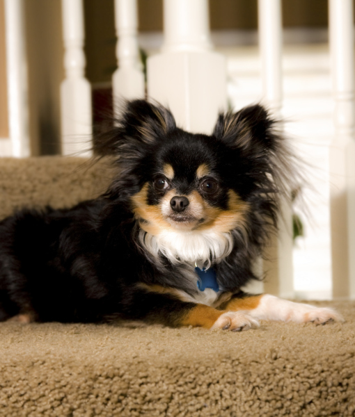 101425-pets-cute-chihuahua-dog-waits-for-owner-on-stairs-2.jpg