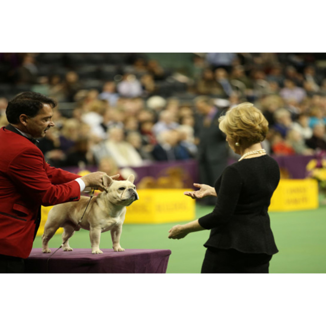 101486-best-of-breed.jpg