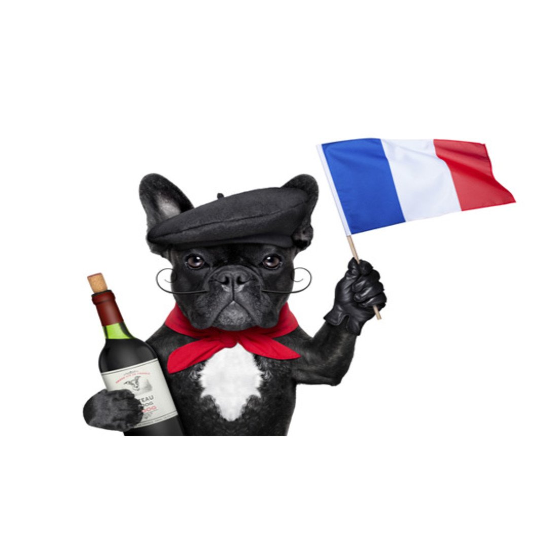 101487-french-bulldog-origins.jpg