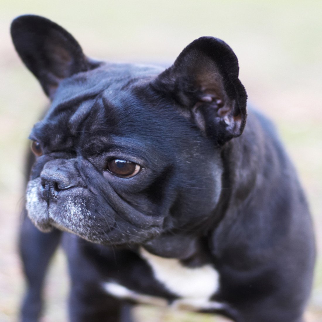 101488-french-bulldog-ears.jpg