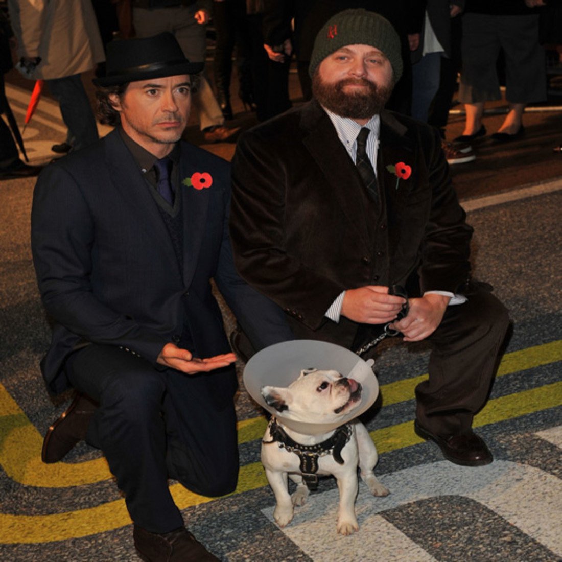 101490-french-bulldogs-hollywood.jpg