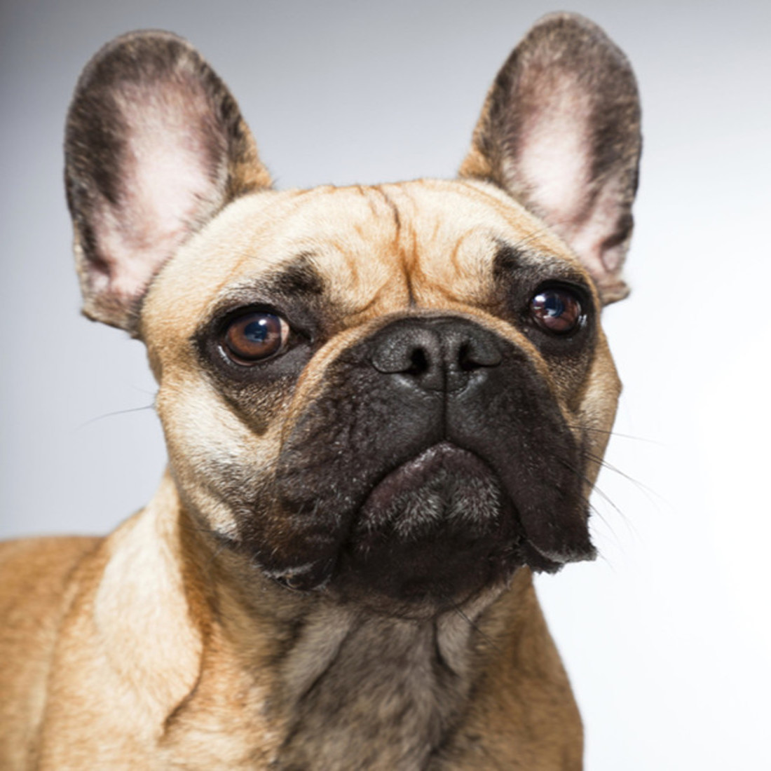101491-french-bulldog.jpg