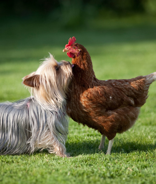 101501-a-yorkshire-terrier-and-a-hen-size-each-other-up-2.jpg