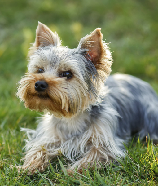 101504-cute-small-yorkshire-terrier-2.jpg