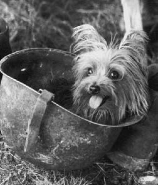 101507-smoky-dog-in-helmet-2.jpg