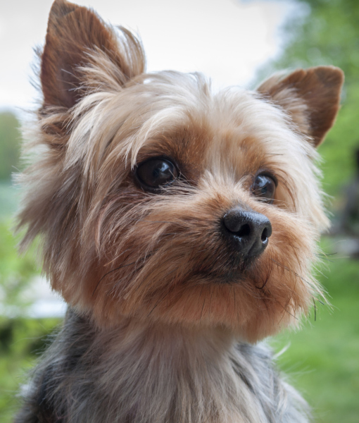 101508-yorkshire-terrier-2.jpg