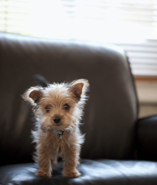 101510-yorkshire-terrier-puppy-standing-on-leather-sofa-2.jpg