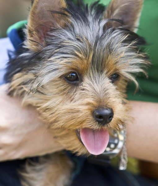 101511-yorkshire-terrier-dog-spain-2.jpg