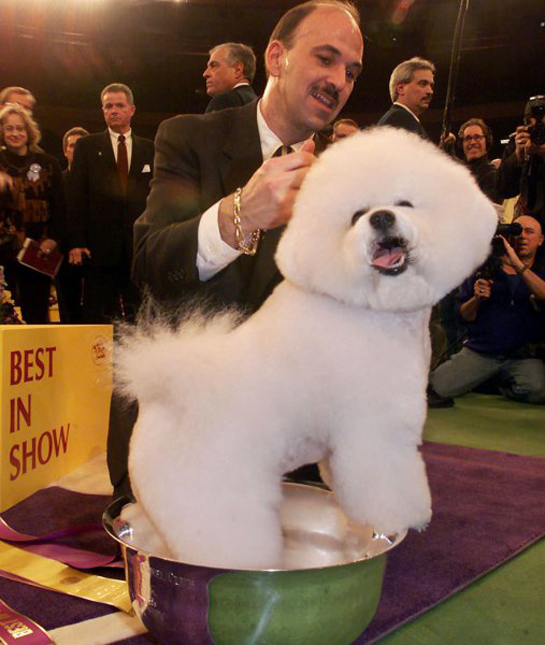 101570-best-in-show-bichon-frise.jpg