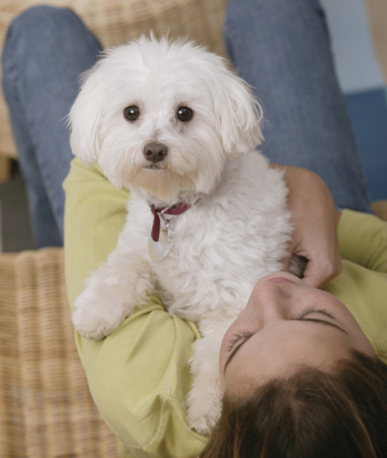 101571-bichon-frise-looking-at-camera.jpg