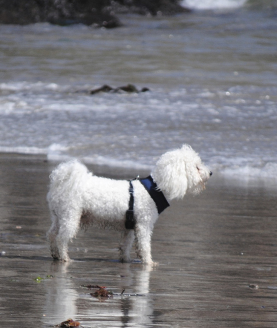 101572-bichon-frise-in-water.jpg