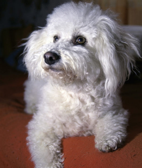 101573-bichon-frise-looking-up.jpg