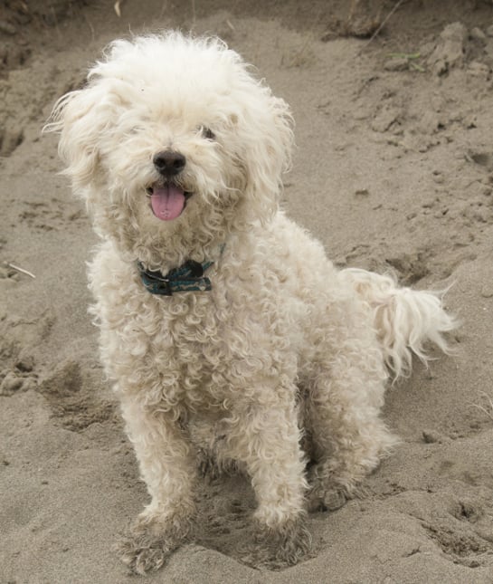 101574-bichon-frise-in-sand.jpg 101574-bichon-frise-in-sand.jpg