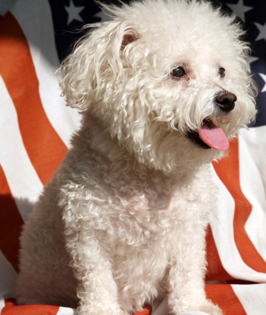 101575-bichon-frise-with-american-flag.jpg