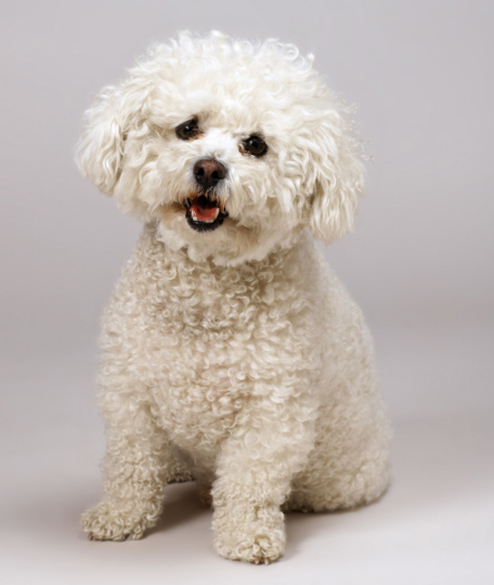 101577-happy-bichon-frise.jpg