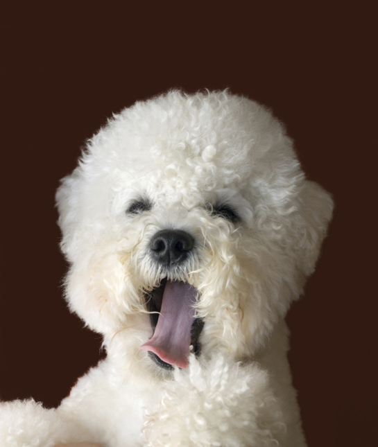 101579-yawning-bichon-frise.jpg