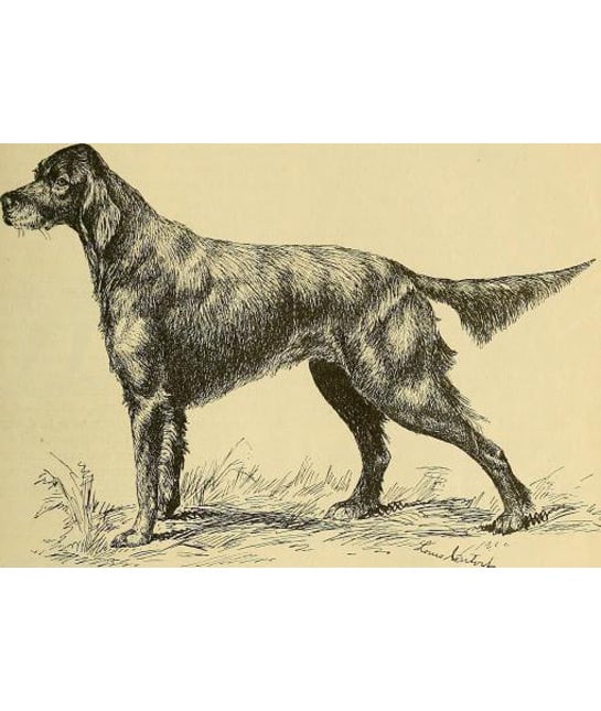 101776-drawing-of-irish-setter.jpg