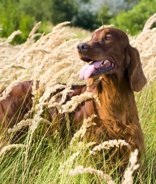 101779-irish-setter-in-field.jpg