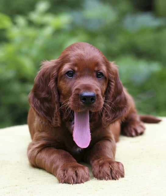 101780-irish-setter-puppy.jpg