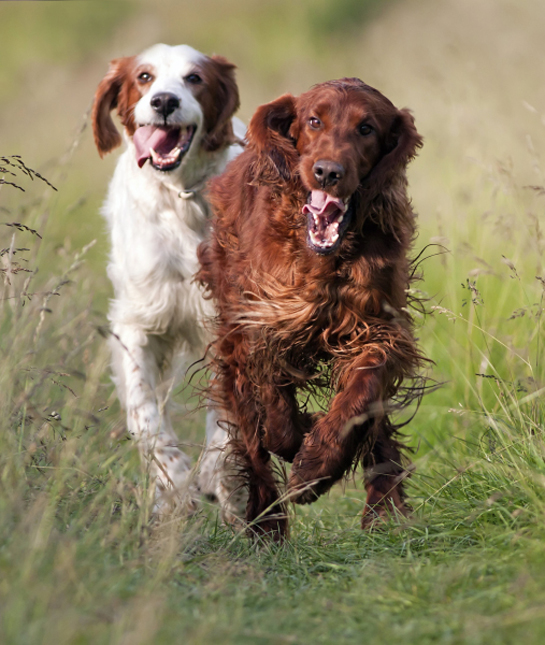 101782-running-irish-setters.jpg
